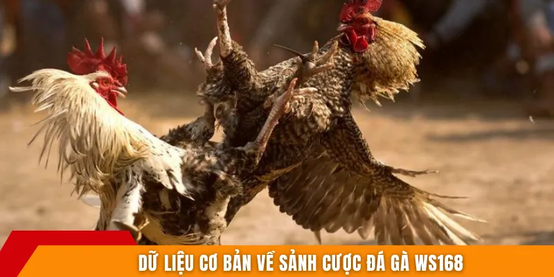 Dữ liệu cơ bản về sảnh cược đá gà WS168