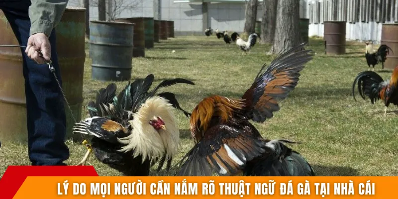Lý do mọi người cần nắm rõ thuật ngữ đá gà tại nhà cái